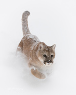 Mountain Lion charges through the snow near Kalispell, Montana
