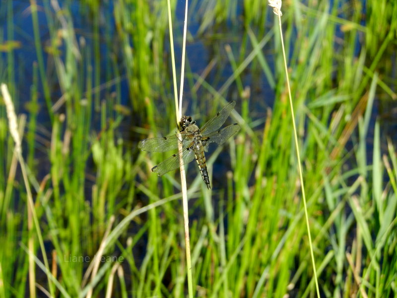 Butterfly at Rest