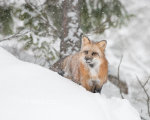 Red Fox in the snow near Kalispell, Montana