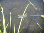 Dragonfly in Montana