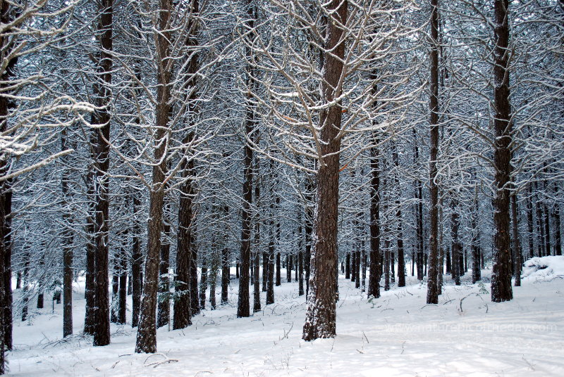 Snow on the trees