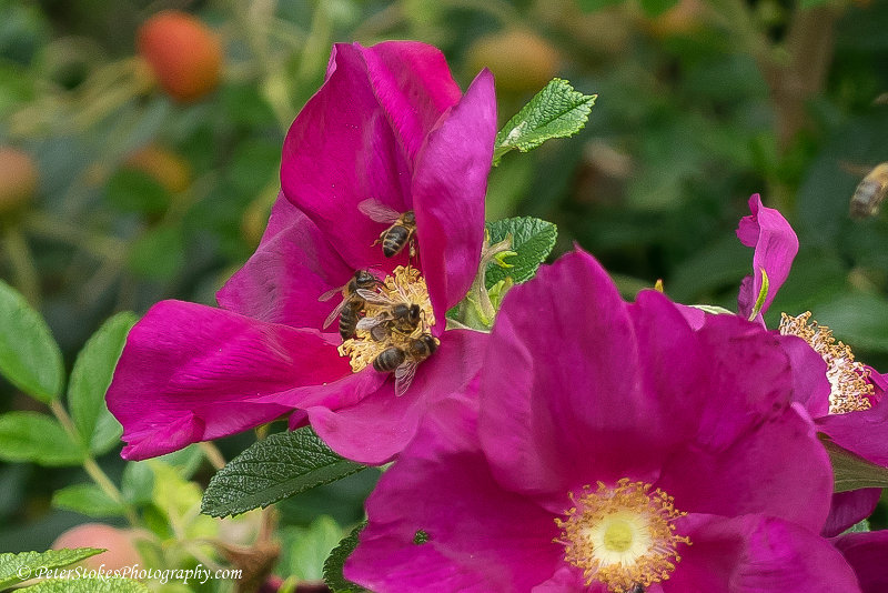 Bees on a flower in Australia