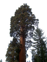Sequoia Redwood in California