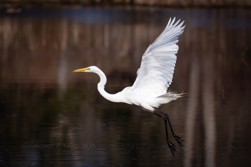 Egret in Michigan