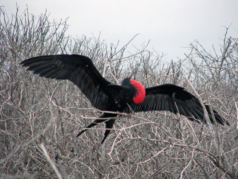 Frigatebird in the Galapagos
