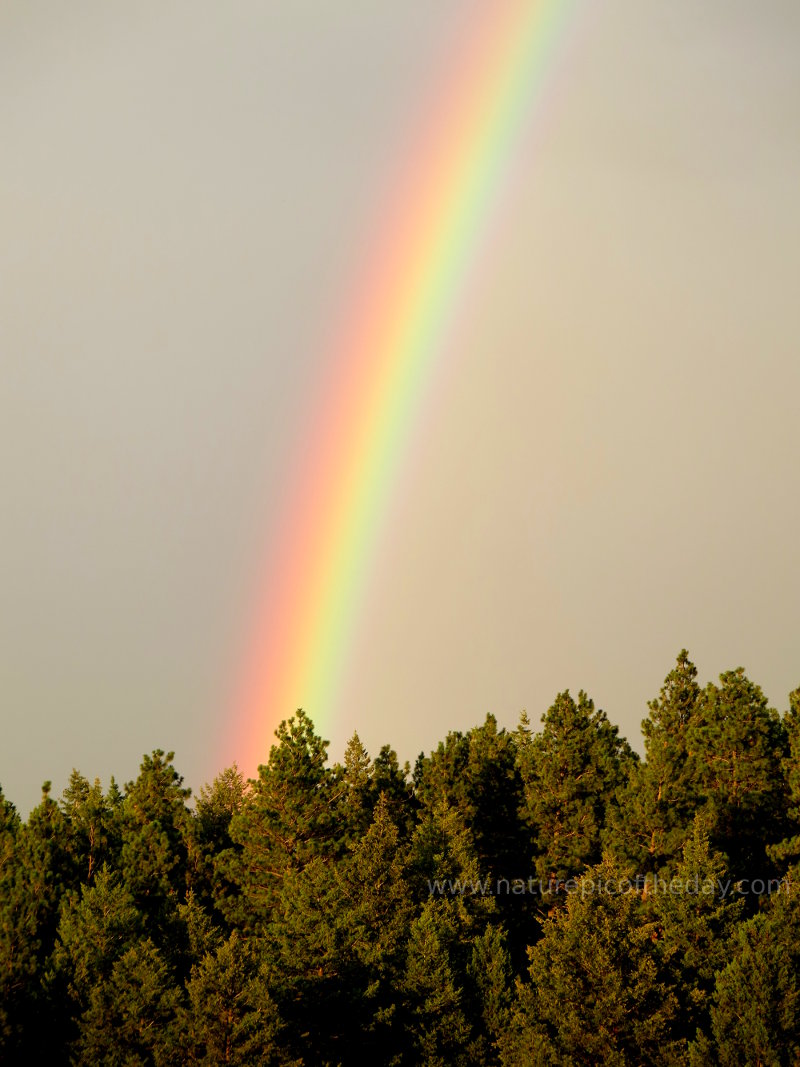 Rainbow In The Woods