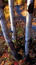 A family of Aspen in Whitefish, Montana