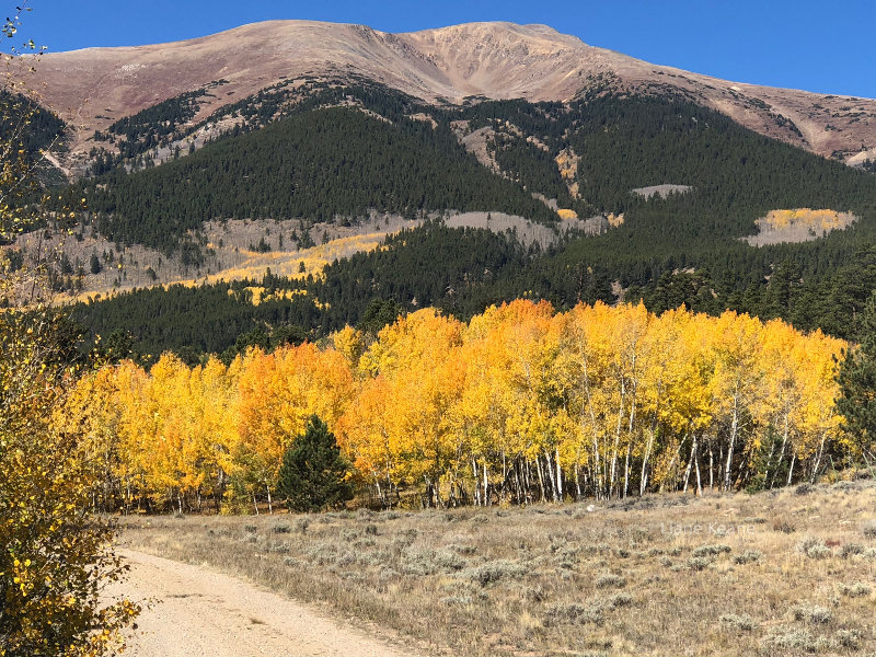 Gold Aspens in Colorado
