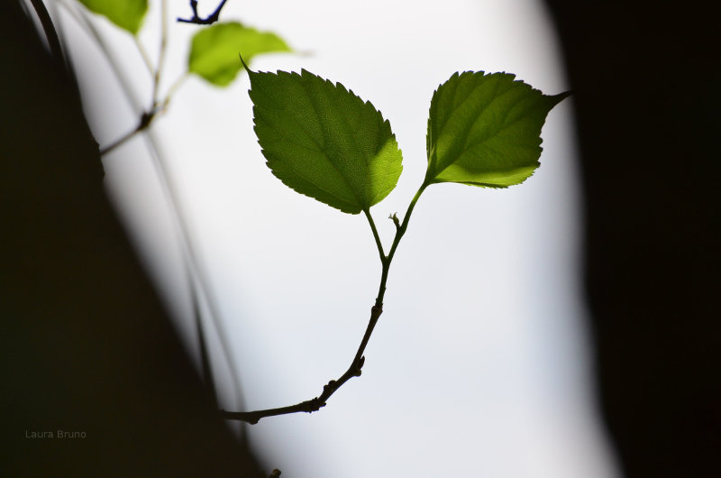 Green leaf silhouette