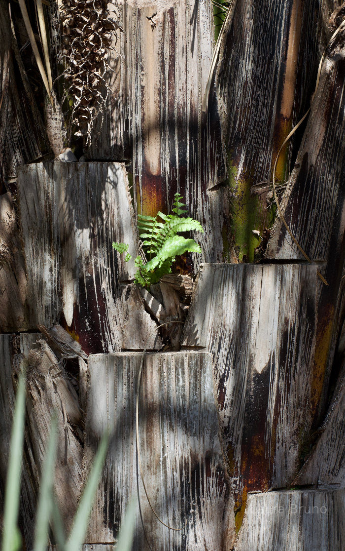 Designs in bark in Brazil