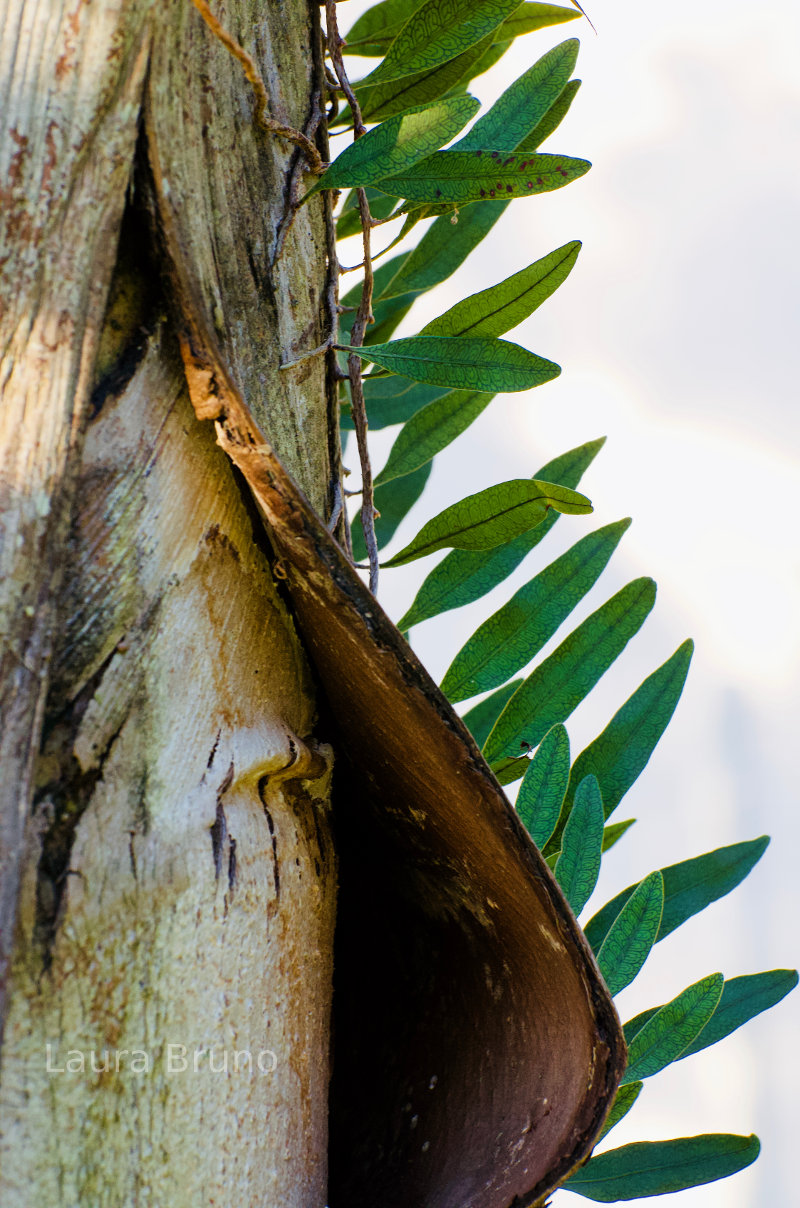 Beautiful Tree Bark in Brazil