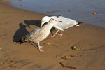 Seagulls on the beach!