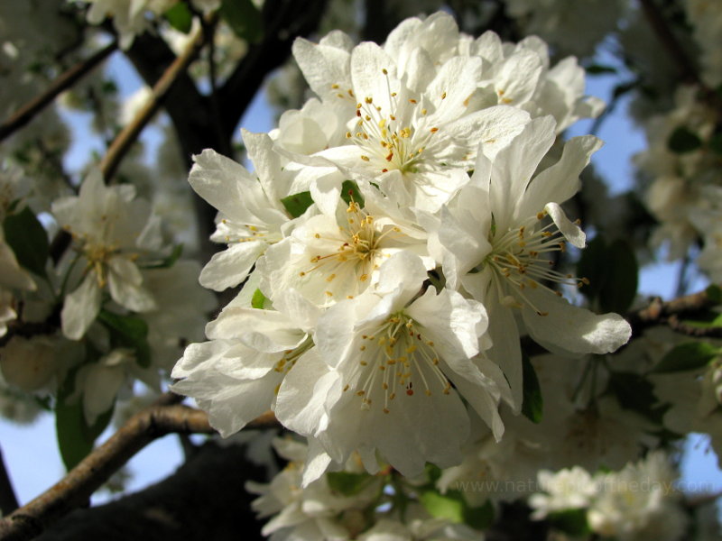 Blossoms in Washington