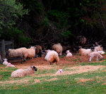 Sheep and lambs in Virginia