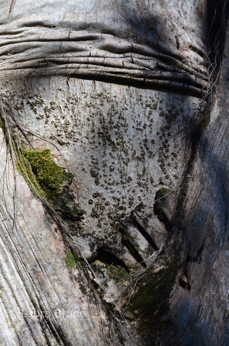 Patterns in the Bark in Brazil