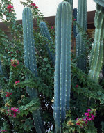 Cactus Blooming in Arizona