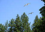 Seagulls in Idaho