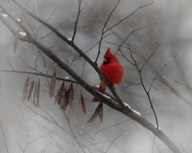 A Cardinal in a Snow Storm in Lincoln, Nebraska