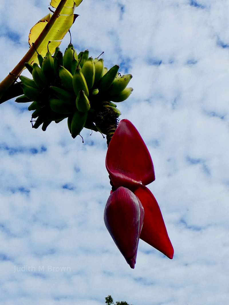 Banana on Norfolk Island