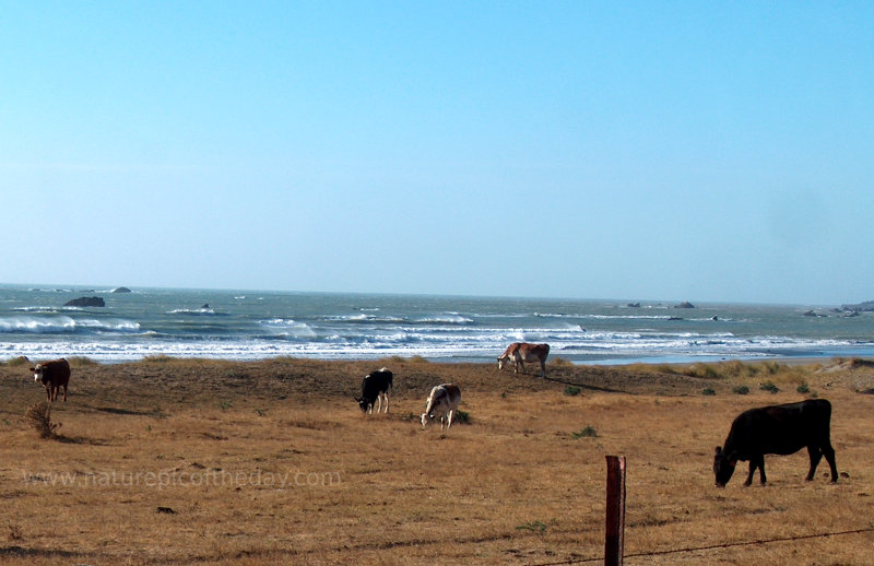 Cattle and the Coast in Northern California