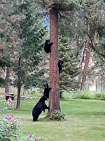 Black Bears in Montana