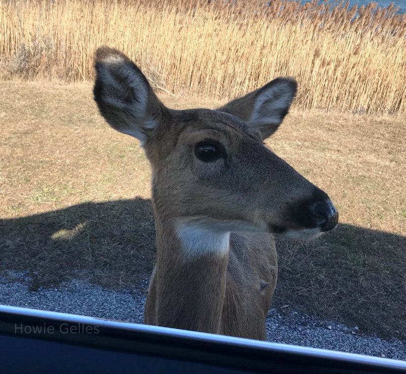 Deer on Fire Island, NY