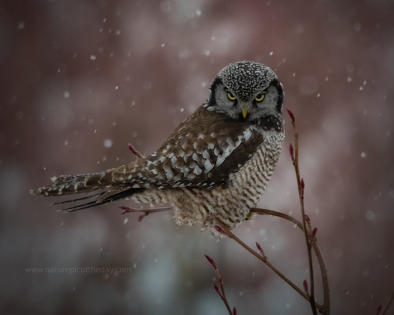 Northern Hawk Owl in British Columbia