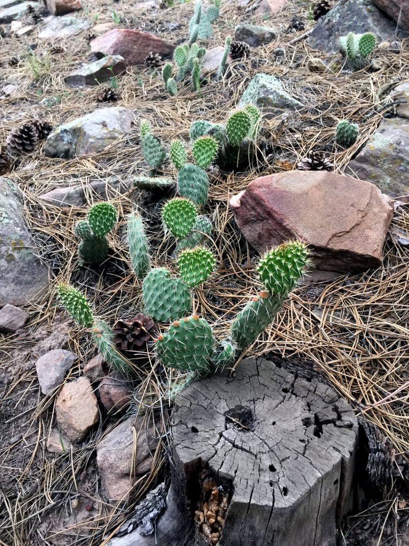 Cactus growing in the Rocky Mountains in Colorado