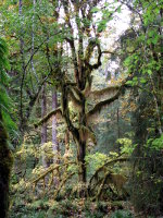 Moss covered tree in the Hoh rain forest.