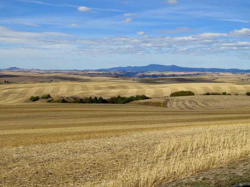 Wheat country in the Palouse