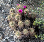 A cactus that blooms in the desert.