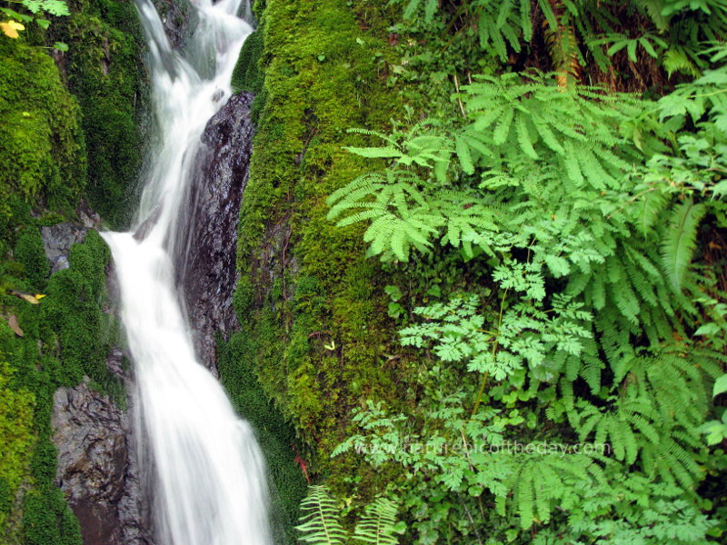 Waterfall through the moss in Washington State.