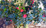 Winter Blooming Camellia 