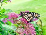 Monarch Butterfly on Swamp Milkweed in Minnesota