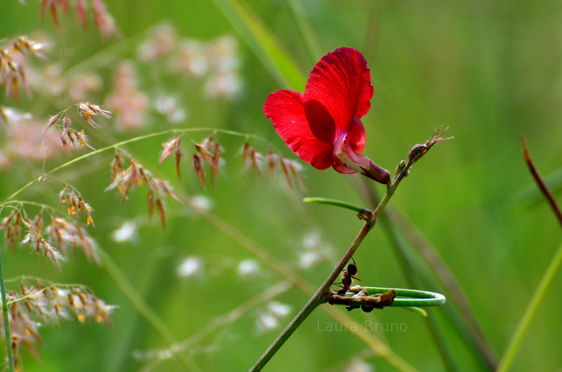 Beautiful Brazilian Flower