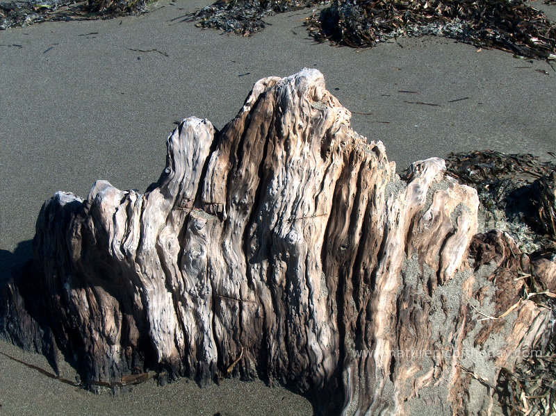 Driftwood in Northern California