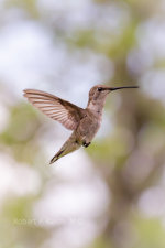 Hummingbird in Texas