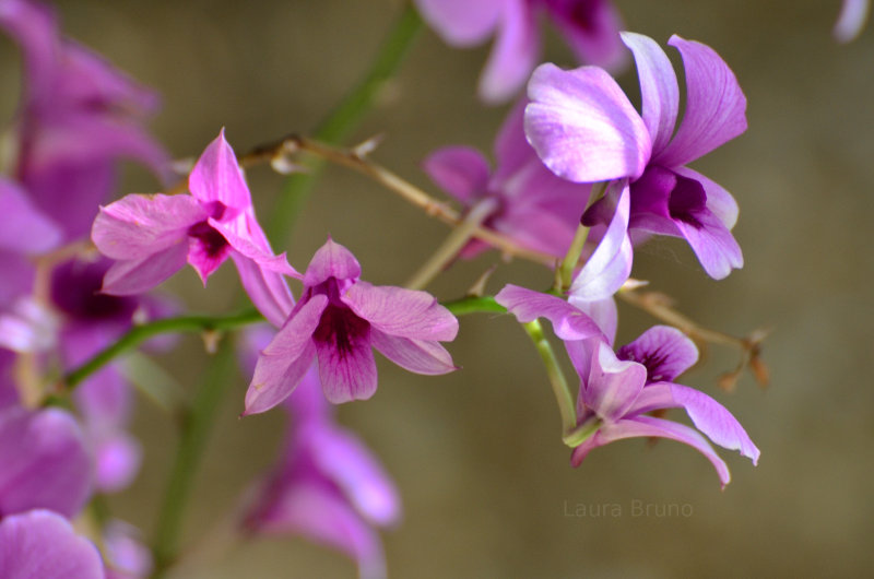 Pretty Brazilian Flower