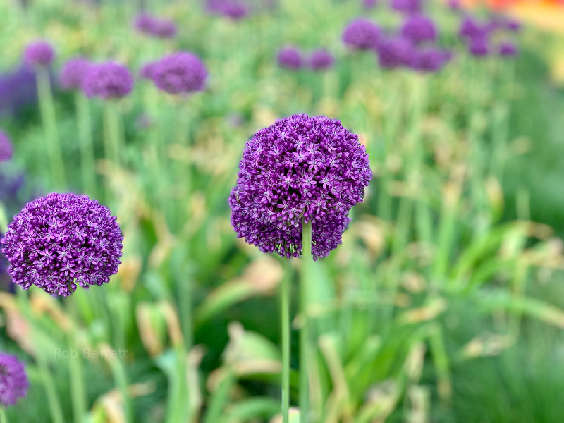 Purple Flowers in Minnesota