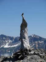 Bird on a snag at Crater Lake