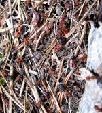 Ants in a mound