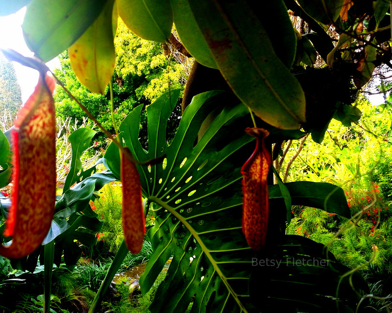 Carnivorous plants!  Watch your step.