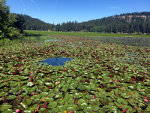 Lily pads on Lake Chatcolet.  In the summer.  Definitely not the winter.