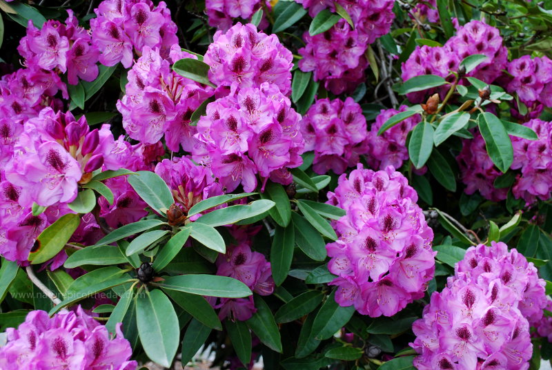 Whitney Late Purple Rhododendron in Washington