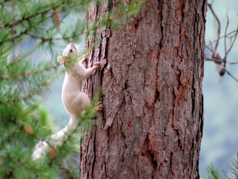 White Squirrel in Montana