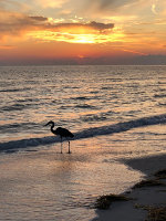 Silhouette of a bird in Anna Maria Island, Florida