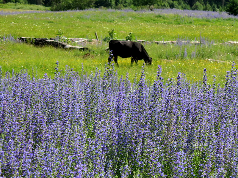 Cow Grazing in Lupine in Montana