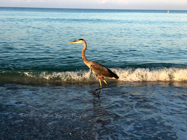 Sandhill Crane in Florida