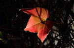 Fall leaf colors!