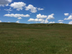 Cattle on the Montana Prairie